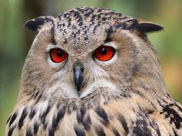 Attēlu rezultāti vaicājumam “Bubo bubo”