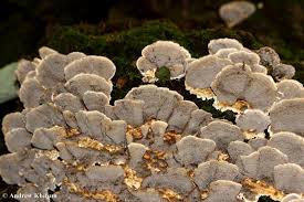 Attēlu rezultāti vaicājumam “Bjerkandera adusta”