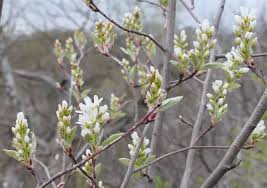 Attēlu rezultāti vaicājumam “Amelanchier spicata flower”