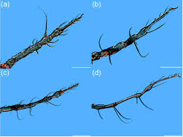 Attēlu rezultāti vaicājumam “Belbodamaeus sp.”