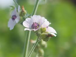 Attēlu rezultāti vaicājumam “Malvaceae”