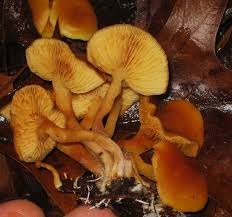 Attēlu rezultāti vaicājumam “Gymnopilus sapineus”