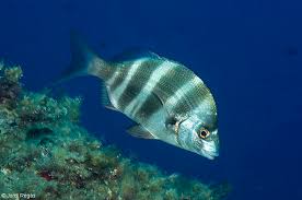 Image result for Diplodus cervinus