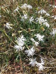 Attēlu rezultāti vaicājumam “Dianthus arenarius”