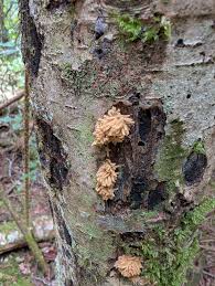 Attēlu rezultāti vaicājumam “Hemitrichia leiotricha stalked”