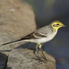 Attēlu rezultāti vaicājumam “Motacilla citreola male”