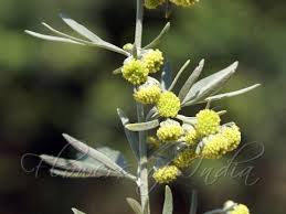 Attēlu rezultāti vaicājumam “Artemisia absinthium flower”