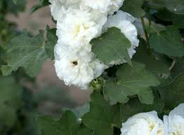 Image result for Alcea (althaea) rosea