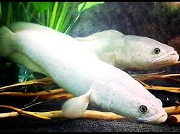 Image result for Channa argus