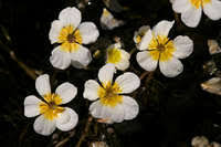 Attēlu rezultāti vaicājumam “Batrachium”