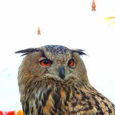 Attēlu rezultāti vaicājumam “Bubo bubo”