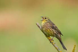 Attēlu rezultāti vaicājumam “Emberiza citrinella male”