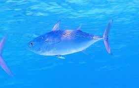 Image result for Euthynnus affinis