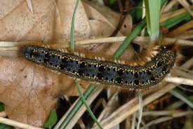 Attēlu rezultāti vaicājumam “Euthrix potatoria larva”