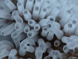 Attēlu rezultāti vaicājumam “Cribraria tenella spores”