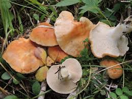 Attēlu rezultāti vaicājumam “Hydnum rufescens”