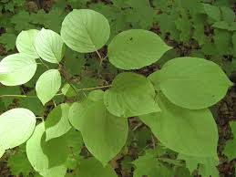 Attēlu rezultāti vaicājumam “Oenothera rubricauli leaf”
