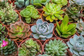 Attēlu rezultāti vaicājumam “Crassulaceae”