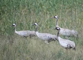 Attēlu rezultāti vaicājumam “Grus grus”