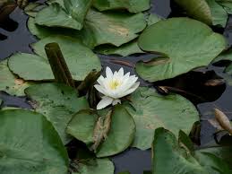 Attēlu rezultāti vaicājumam “Nymphaea alba leaf”