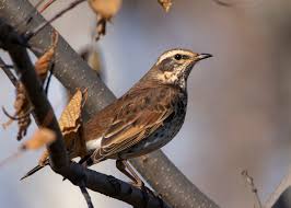 Image result for Turdus eunomus