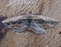 Attēlu rezultāti vaicājumam “Horisme vitalbata”