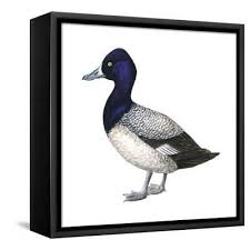 Image result for Aythya affinis