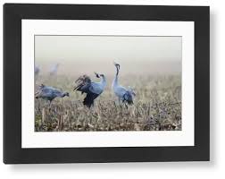 Attēlu rezultāti vaicājumam “Grus grus adult”