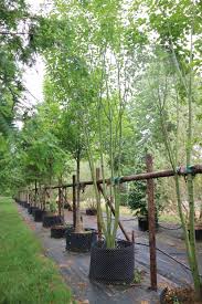 Attēlu rezultāti vaicājumam “Acer rufinerve”