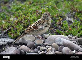 Image result for Calcarius lapponicus