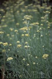 Image result for Helichrysum subulifolium