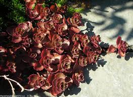 Attēlu rezultāti vaicājumam “Phedimus spurius leaf”