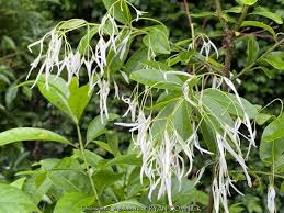 Attēlu rezultāti vaicājumam “Chionanthus virginicus”