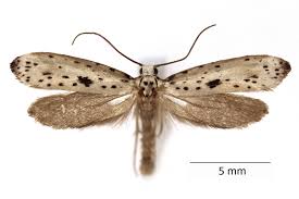 Attēlu rezultāti vaicājumam “Yponomeuta plumbella”