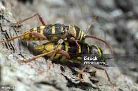 Attēlu rezultāti vaicājumam “Plagionotus detritus”