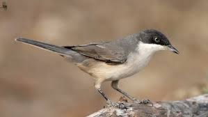 Image result for Sylvia hortensis