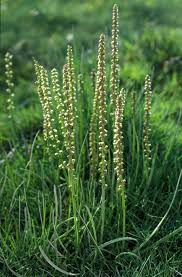 Attēlu rezultāti vaicājumam “Triglochin maritimum”