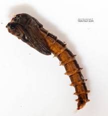 Attēlu rezultāti vaicājumam “Chironomidae”