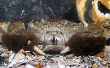 Image result for Eriocheir sinensis