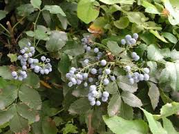 Attēlu rezultāti vaicājumam “Mahonia aquifolium fruit”
