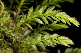 Attēlu rezultāti vaicājumam “Mnium lycopodioides”