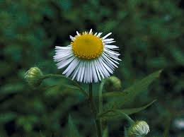 Attēlu rezultāti vaicājumam “Erigeron annuus”