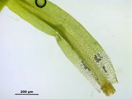 Attēlu rezultāti vaicājumam “Rhabdoweisia fugax”