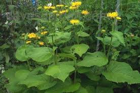 Attēlu rezultāti vaicājumam “Telekia speciosa bud”