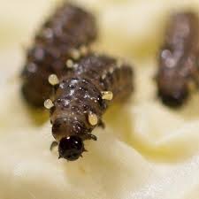 Attēlu rezultāti vaicājumam “Phaedon cochleariae”