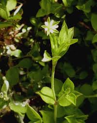 Attēlu rezultāti vaicājumam “Moehringia trinervia bud”