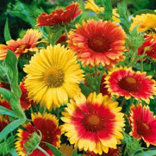 Image result for Gaillardia `Kobold`