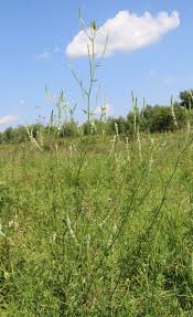 Attēlu rezultāti vaicājumam “Melilotus wolgicus flower”