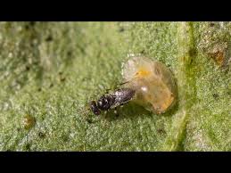 Attēlu rezultāti vaicājumam “Trioza dispar nymph”