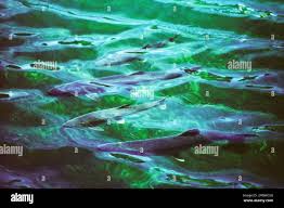 Image result for Ptychocheilus grandis